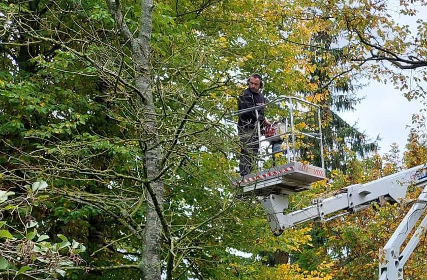 Élagage et abattages d'arbres